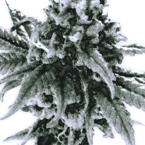 AIRY - [B,U.D] - Baro7 Best Kpop Store