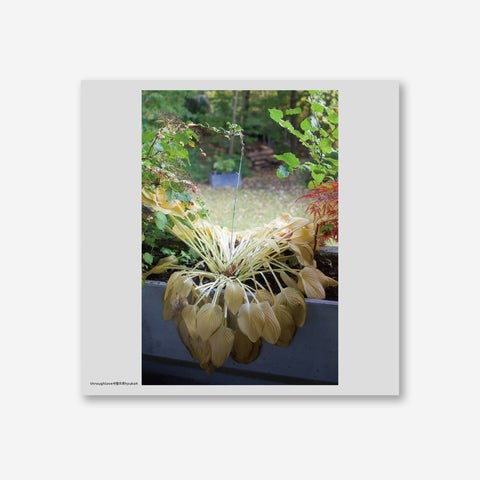 HYUKOH - [사랑으로] LP - Baro7 Best Kpop Store